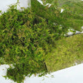Compressed Sphagnum Moss Pad for Reptiles and Terrariums - Natural Green - view 5