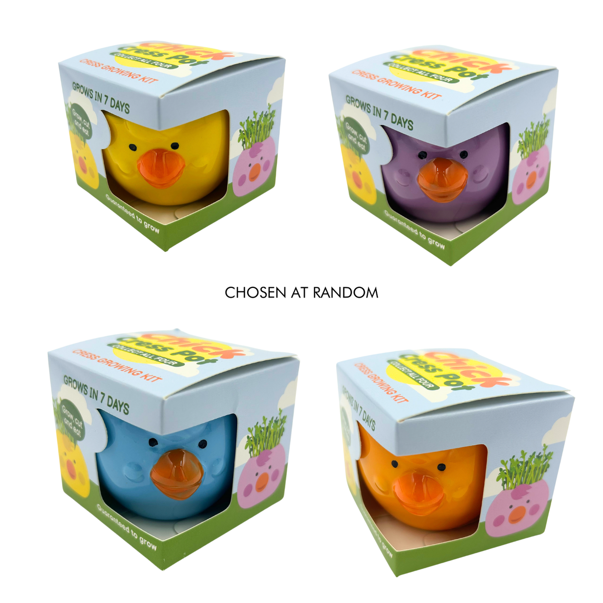 Mr Fothergill Cress Chick Grow Kit - Assorted Colours - 1 Ceramic Pot - 6 x 6 x 4.5 cm - SuperSaverAU - view 1