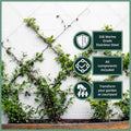 Garden Zen 10m Non-Tensioned Wire Wall Plant Trainer Kit 316 Stainless Steel