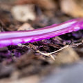 Nylex 12mm x 7.5m Recycled Water Soaker Hose Purple
