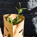 Garden Zen Biodegradable Cardboard Tree Guard, Brown - 1 Pack