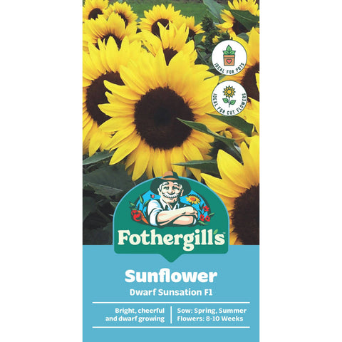 Mr Fothergill's Sunflower Dwarf Sunsation Flower Seeds - Compact Golden Blooms, 45cm