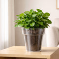 Eden 20cm Clear Round Planter 4L Polypropylene