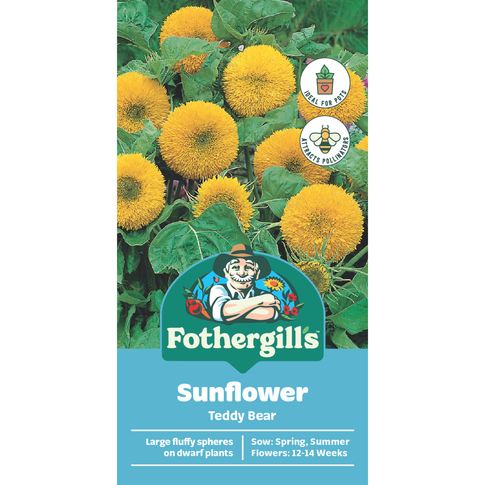 Mr Fothergill's Sunflower Teddy Bear Seeds, Multi-Headed Blooms, Sun or Part Shade