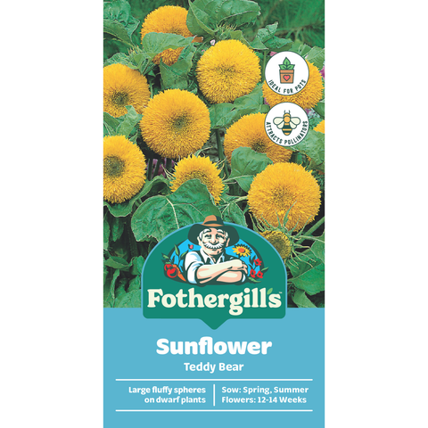 Mr Fothergill's Sunflower Teddy Bear Seeds, Multi-Headed Blooms, Sun or Part Shade