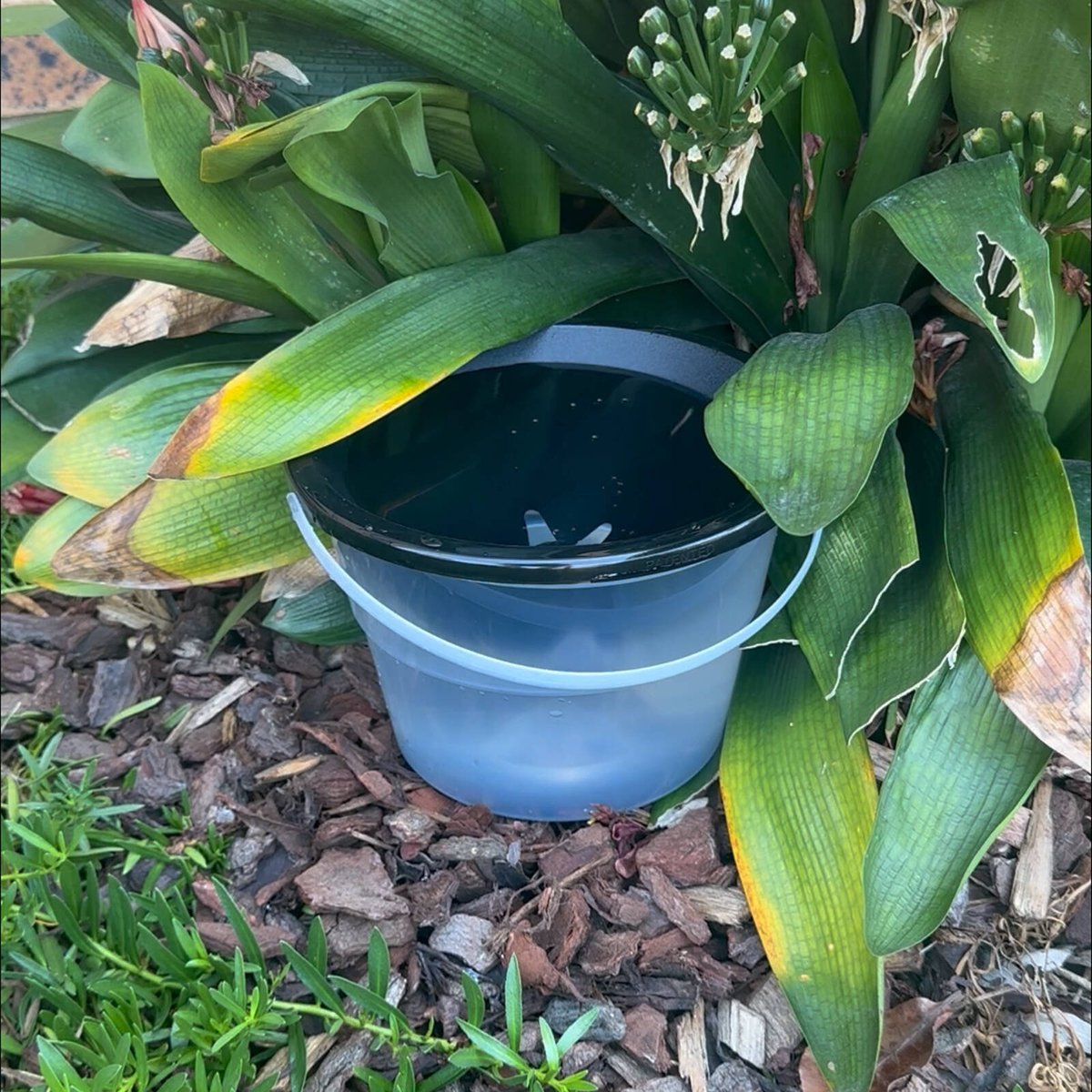 Envirosafe Mosquito Larval Trap - 1 Unit - 205mm x 140mm x 210mm - Eco-Friendly - SuperSaverAU - view 2