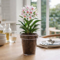 Eden 14cm Clear Round Orchid Planter - Polypropylene