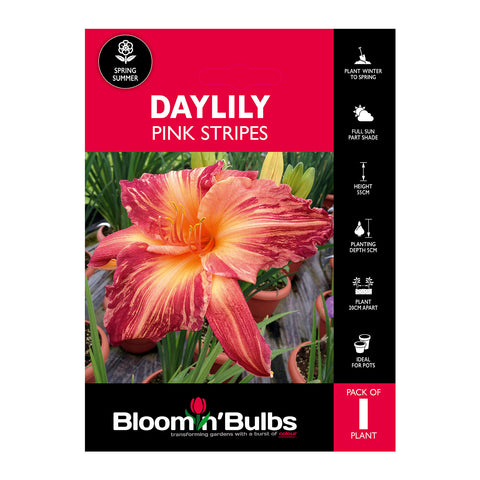 Bloomin' Bulbs Summer Daylily Pink Stripes 1 Pack