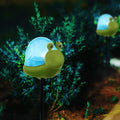 Click Solar Path Light Snail - Outdoor LED Garden Light - 1 Pack - Assorted Designs - SuperSaverAU - view 4