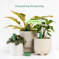 Plant with Willow Smart Indoor Plant Sensor Plant Parent Pack Moss, 3 Sensors