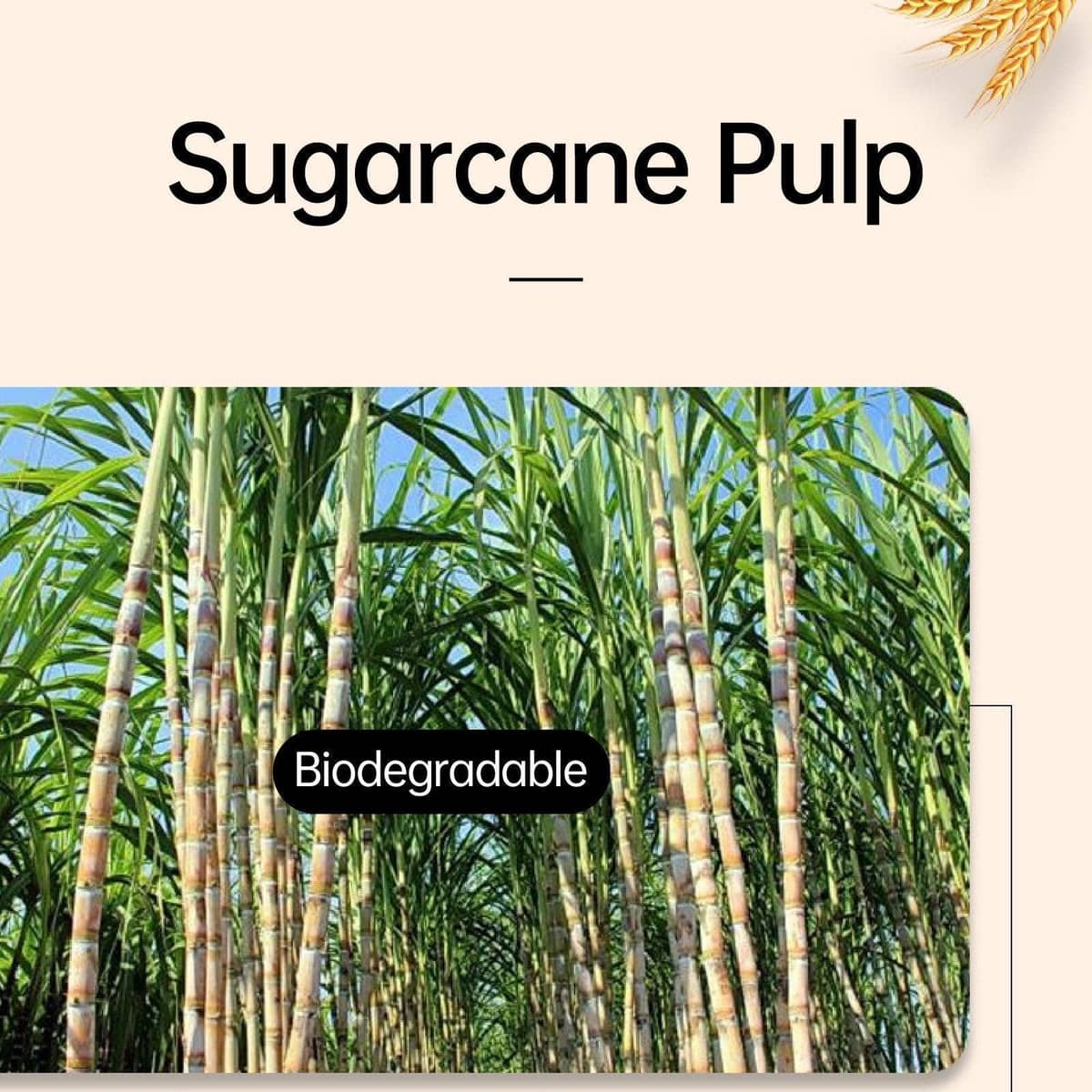 Disposable Sugarcane Pulp Dessert Cups - 350 ml, Pack of 50, White - view 5
