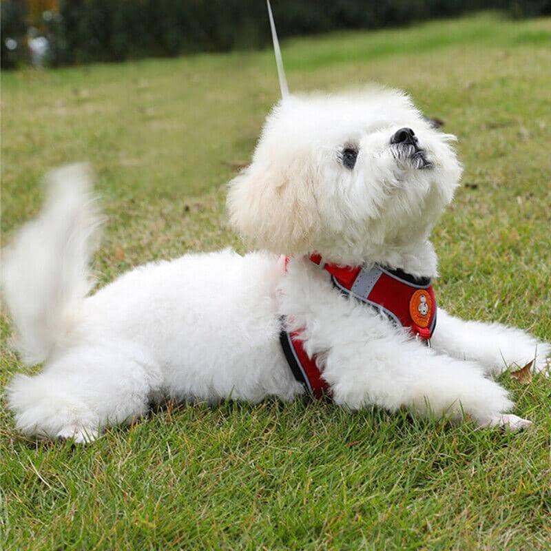 Dog Harness and Leash Set - Red, Size S (Chest 47-54 cm) - view 5
