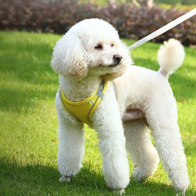 Dog Harness with 1.5 m Leash, Pink and Grey - Size L (Neck 44-52 cm, Chest 50-59 cm) - view 5
