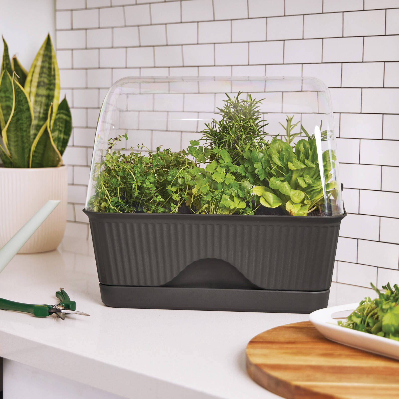 Backyard Farmer Lula Mini Greenhouse, Grey Seed Propagator