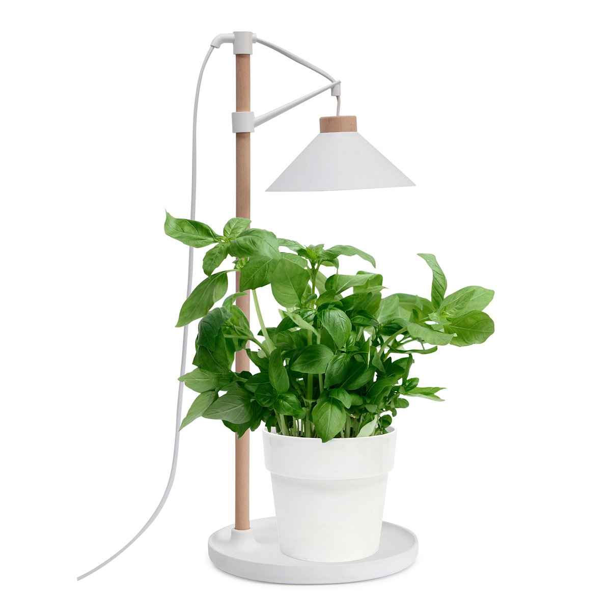 Home Grown Grow Table Lamp - 40cm - Beech Wood - Full Spectrum Light - SuperSaverAU - view 2