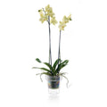 Eden Orchid Planter - 15cm - Polypropylene - Clear Design - SuperSaverAU - view 2