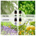 Essential Oil Set of 8 Plant Aromatherapy Oils, 10 ml Bottles for Diffusers and Massage - view 4