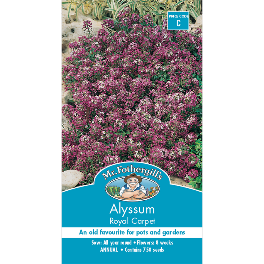 Mr Fothergill Alyssum Flower Seeds - 8 Weeks - Dark Violet - Edging Use - SuperSaverAU - view 1