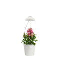 Home Grown Indoor Grow Light - Adjustable 70cm - Metal - Full Spectrum - SuperSaverAU - view 2