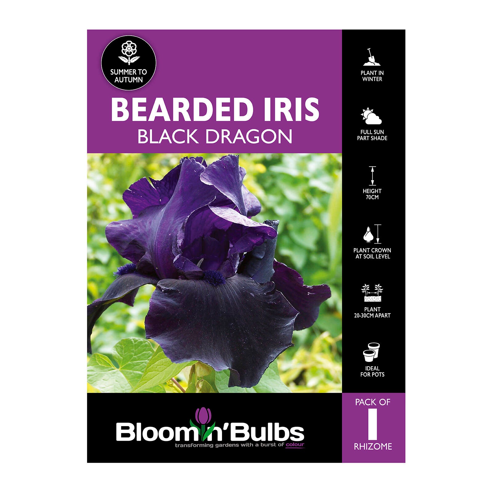 Bloomin' Bulbs Bearded Iris Black Dragon Perennial Rhizome 1 Pack