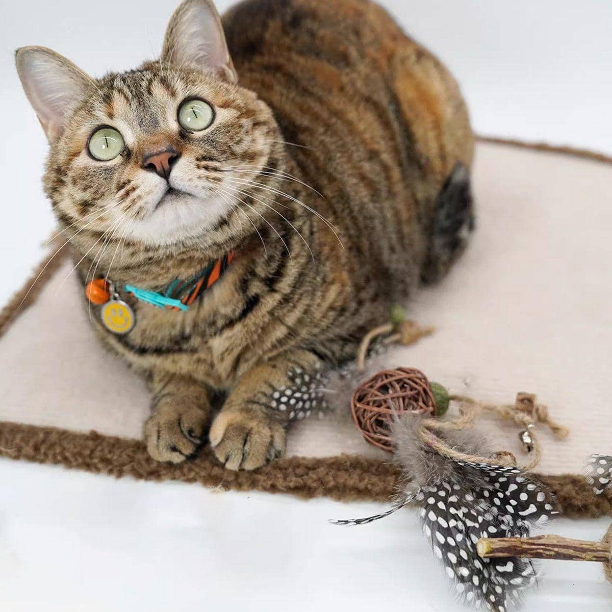 Interactive Cat Teaser Stick with Chew Toy for Cats and Kittens - view 5