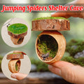 Jumping Spider Shelter Cave Made from Natural Walnut Shell and Moss