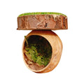 Jumping Spider Shelter Cave Made from Natural Walnut Shell and Moss - view 2