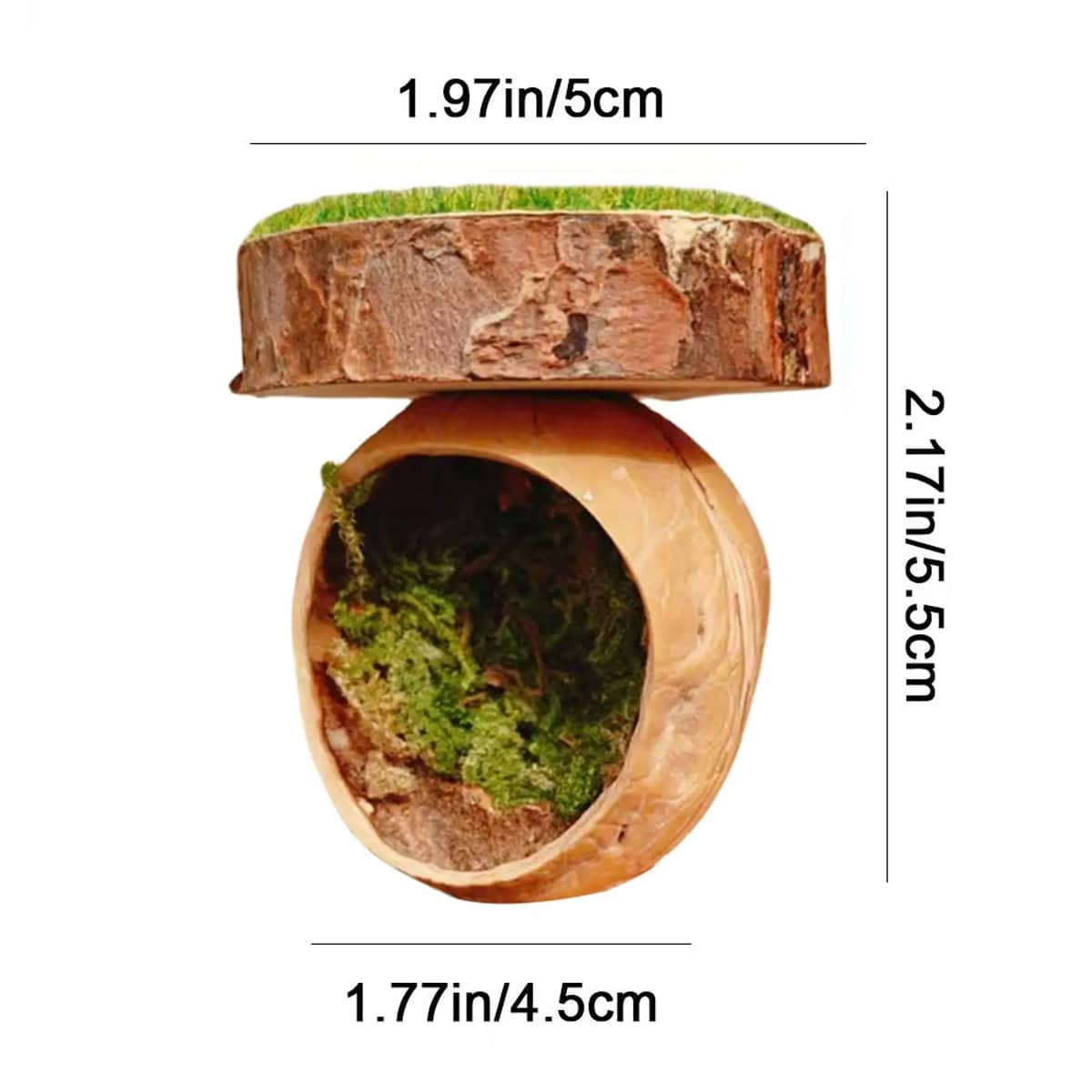 Jumping Spider Shelter Cave Made from Natural Walnut Shell and Moss - view 3