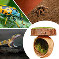 Jumping Spider Shelter Cave Made from Natural Walnut Shell and Moss - view 4