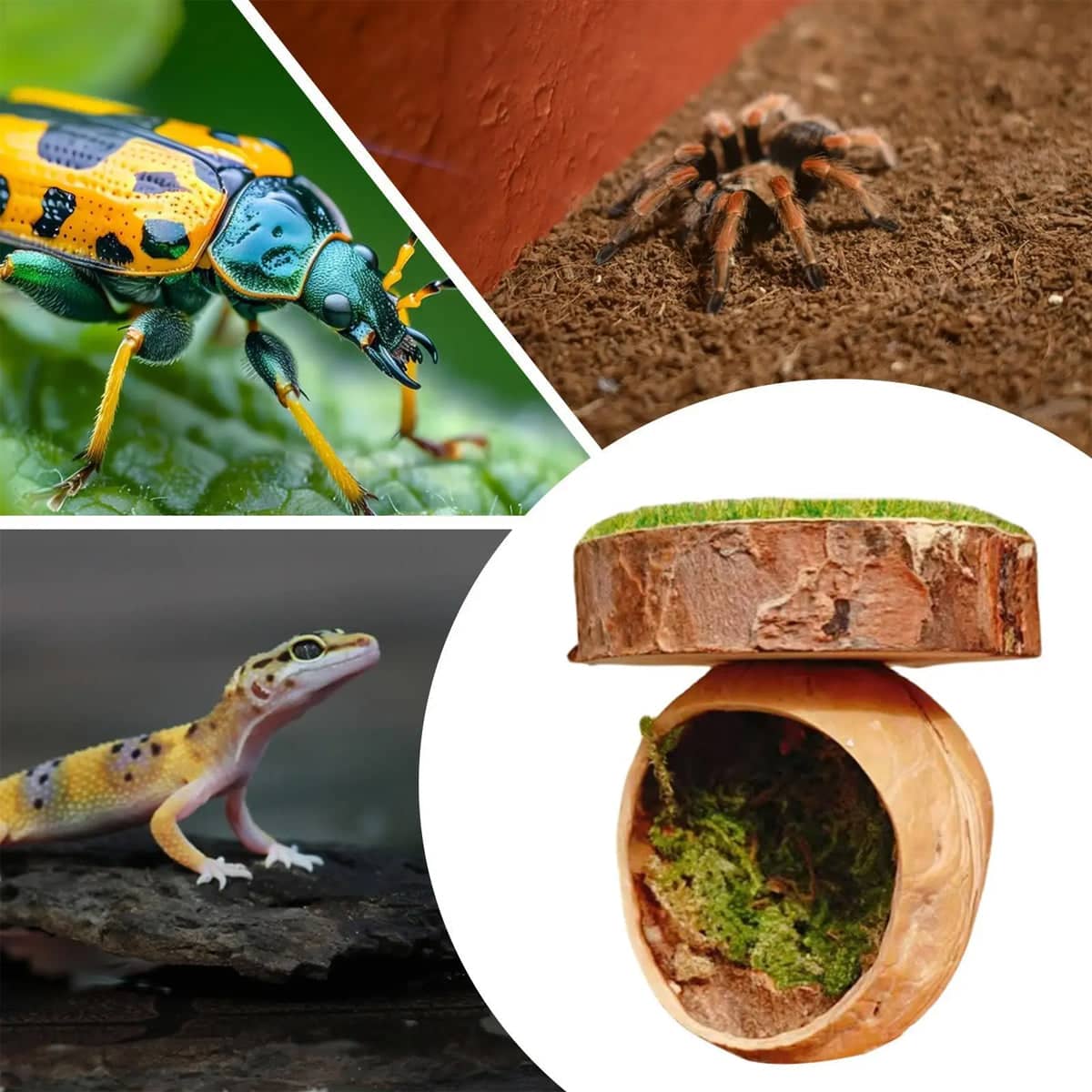 Jumping Spider Shelter Cave Made from Natural Walnut Shell and Moss - view 4