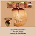 Jumping Spider Shelter Cave Made from Natural Walnut Shell and Moss - view 5