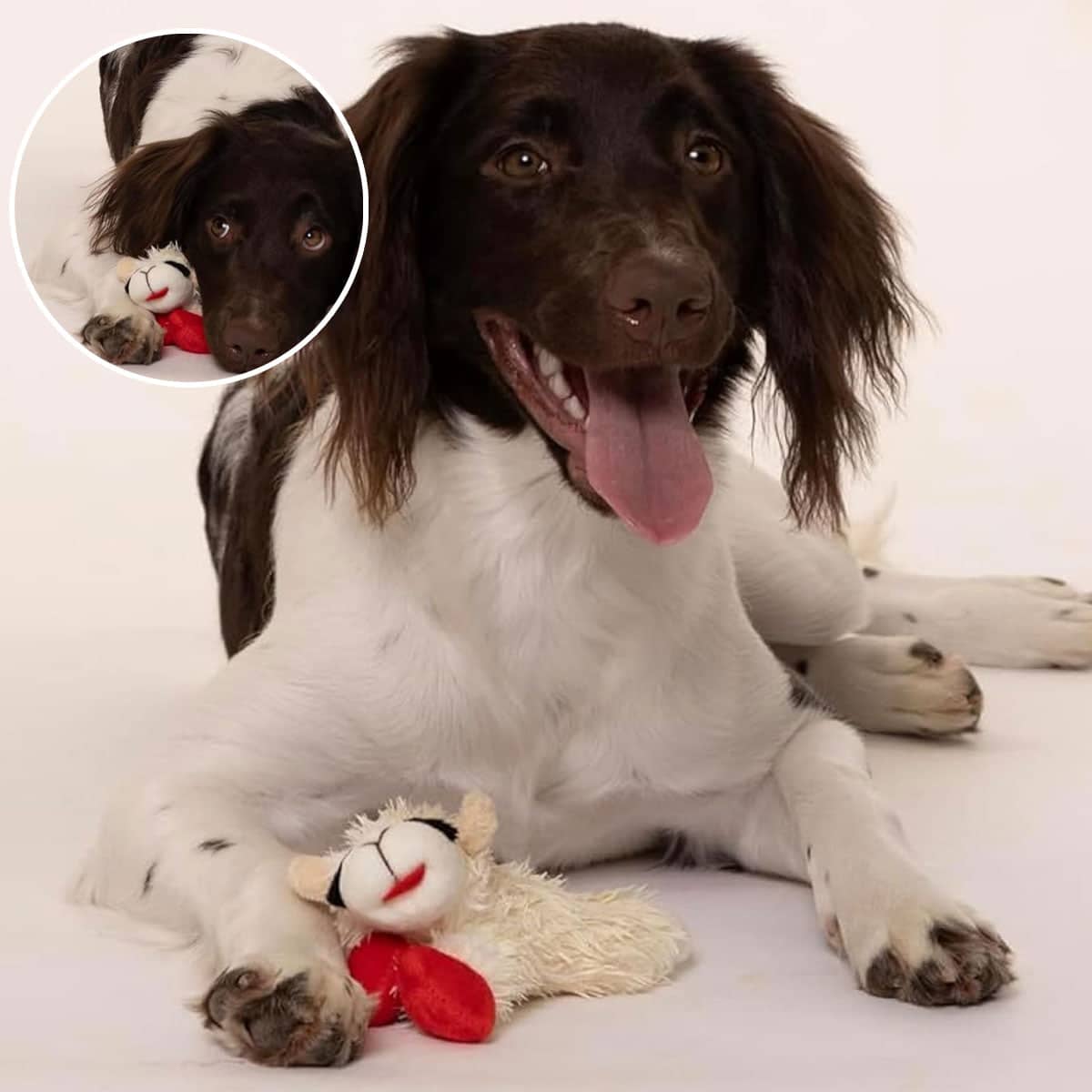 Lamb Shaped Plush Squeaky Chew Toy for Puppies and Small Dogs - view 5