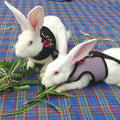 Mesh Rabbit Harness and Leash Set - Black, Size L (Chest 35-40 cm) - view 5