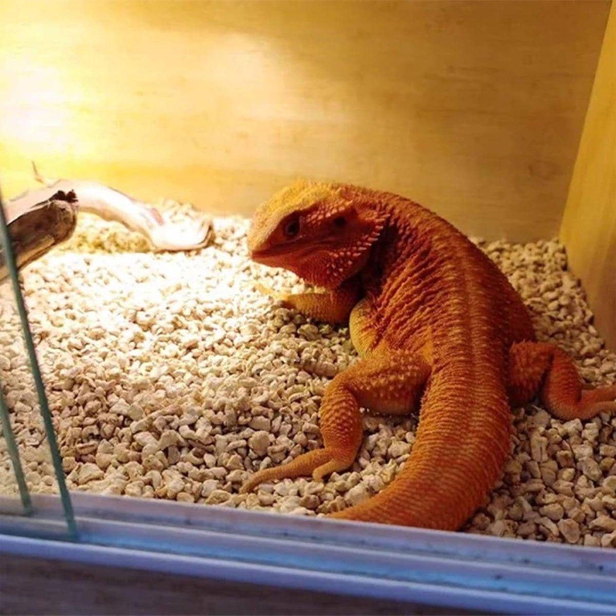Natural Corn Cob Bedding for Reptiles, 1 kg Bag - view 4