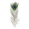 Natural Peacock Eye Feathers for Craft and Vase Decor - Pack of 5, 26-30cm - view 3