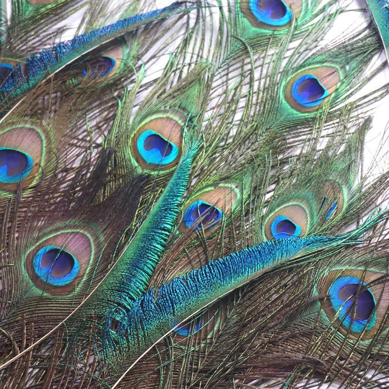 Natural Peacock Eye Feathers for Craft and Vase Decor - Pack of 5, 26-30cm - view 4