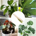 Natural Pine Wood Handheld Leaf Cleaning Brush for Potted Plants - view 4