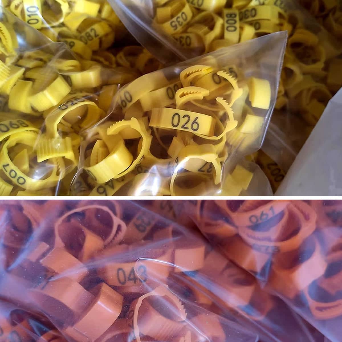 Numbered Poultry Leg Rings for Chickens and Ducks - Orange, Pack of 100 - view 5
