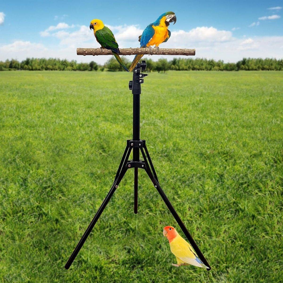 Parrot Activity Stand, Pet Bird Stand with Stick Perch for Birds to Play and Rest - view 4