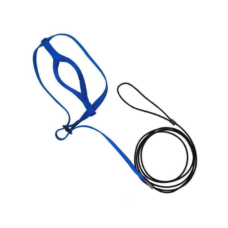 Parrot Bird Harness and Lead Leash, Flying Training Rope - Blue