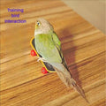 Parrot Finger Skateboards, 14 cm, Pack of 2 - Basic Model - view 5