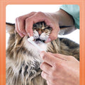 Pet Toothbrush and Toothpaste Set for Cats and Dogs - Vanilla Flavour - view 5