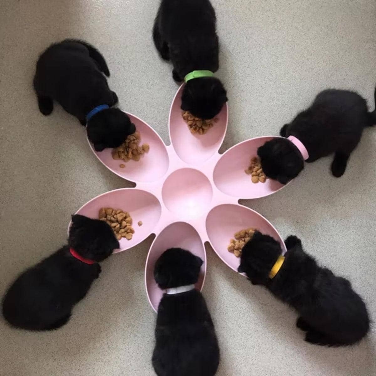 Petal Shaped Multi Pet Feeding Bowl for Cats and Dogs - Blue - view 5