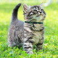 Plaid Cat Collar with Breakaway Buckle and Bell - Red - view 4