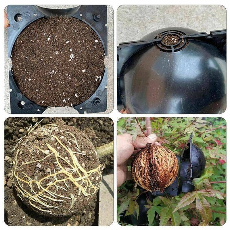 Plant Rooting Ball Propagation Box, Pack of 10 - Large (12 cm) - view 5