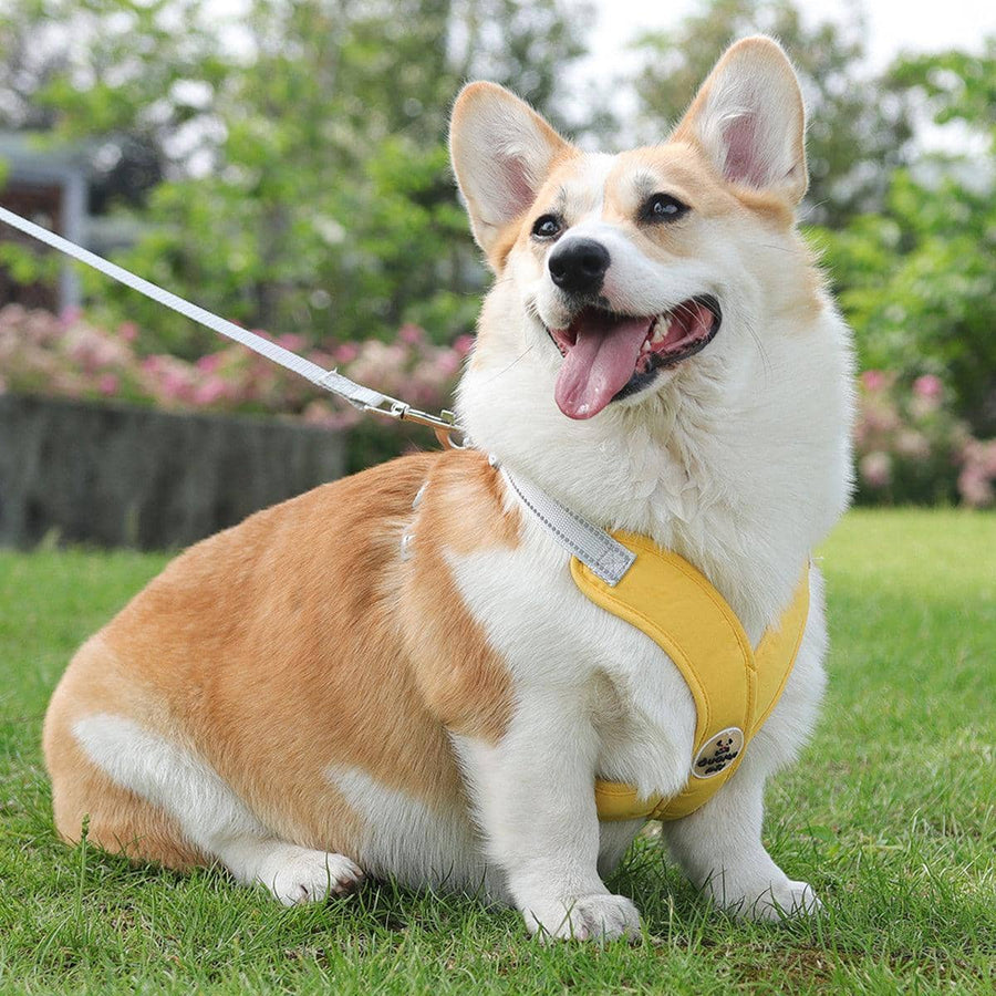 Reflective Dog Harness Vest with Leash - Yellow, Large (Neck 48-60 cm)
