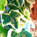 Reptile Climbing Vine Simulation Plant, Wall Mounted for Terrariums - view 5