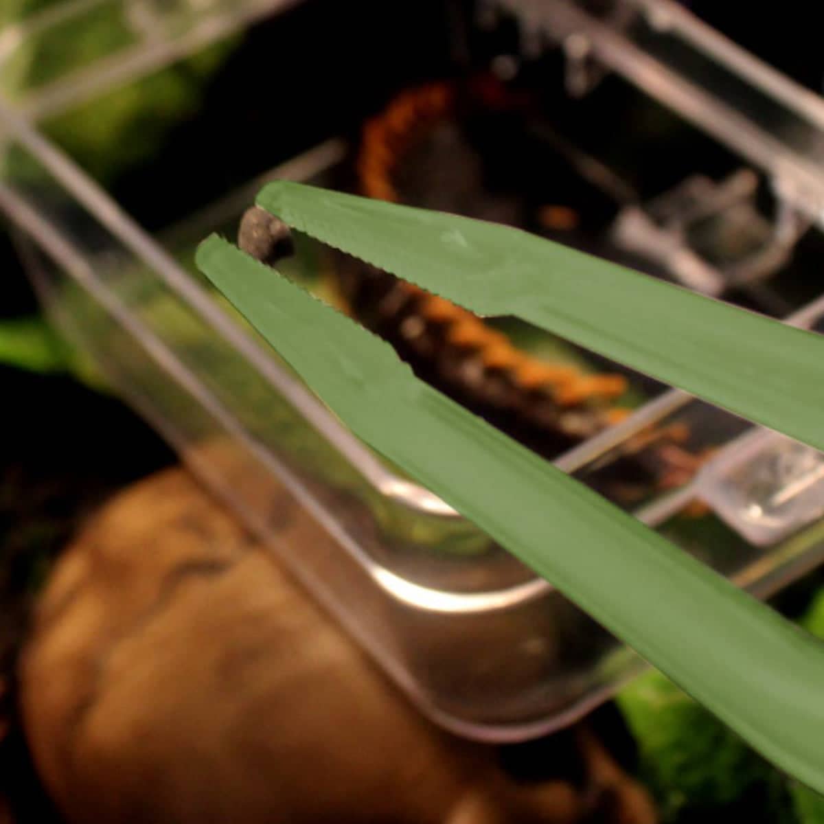 Reptile Feeding Tongs, Luminous 18 cm Straight Tip - view 4