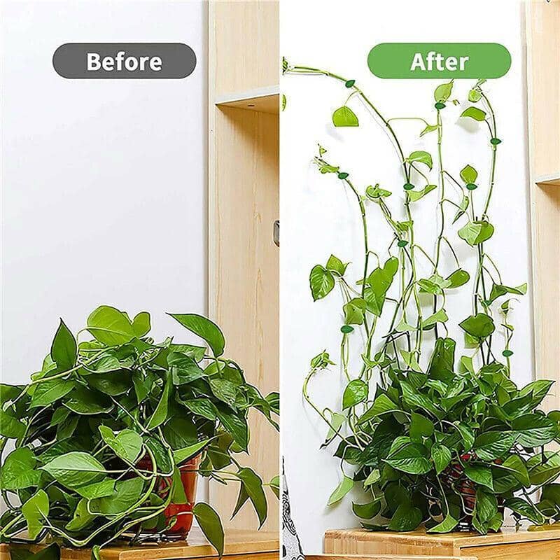 Self-Adhesive Wall Plant Clips for Climbing Vines - Green, Pack of 20 - view 4