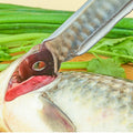 Stainless Steel Fish Scale Scraper with Hanging Hole - view 5